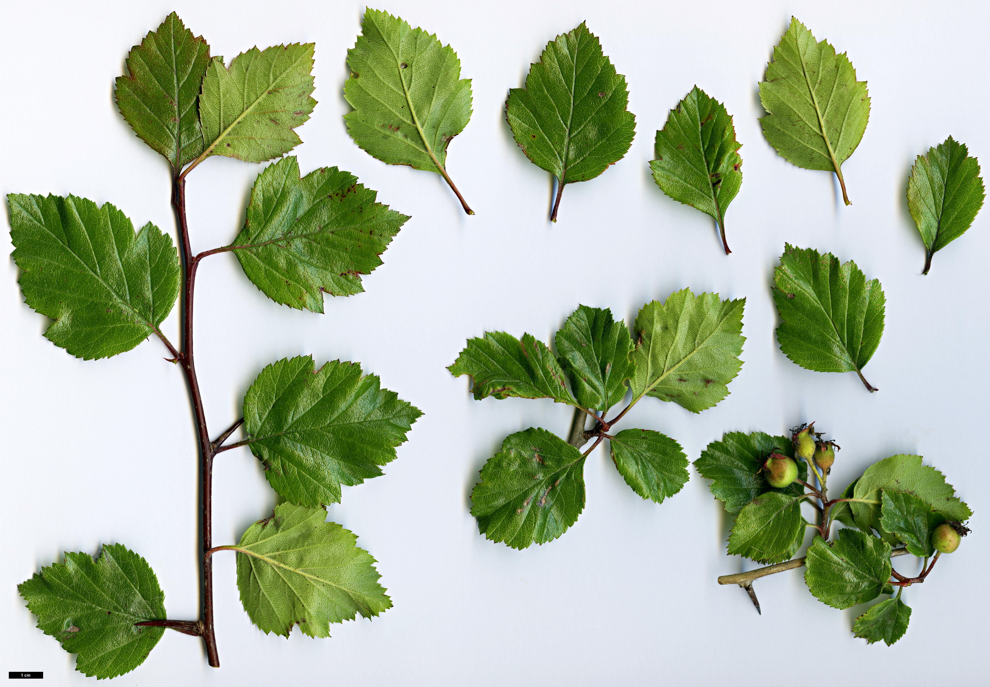 High resolution image: Family: Rosaceae - Genus: Crataegus - Taxon: greggiana - SpeciesSub: var. pepo